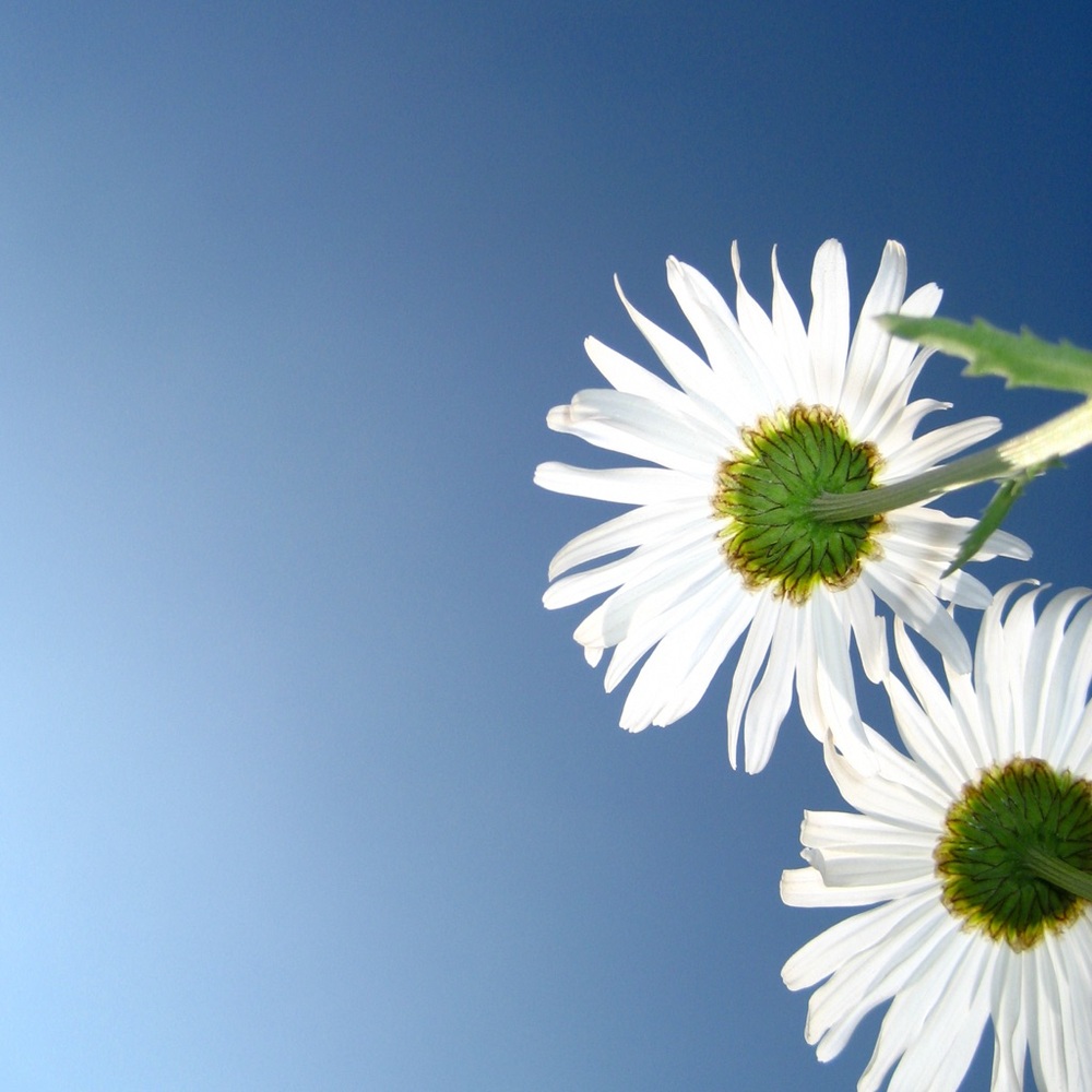 Meet your Posher, Em